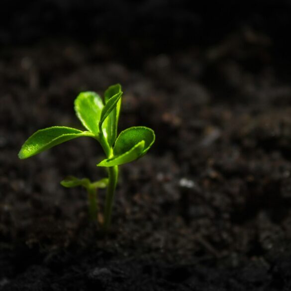 Where there’s a will, there’s a way.